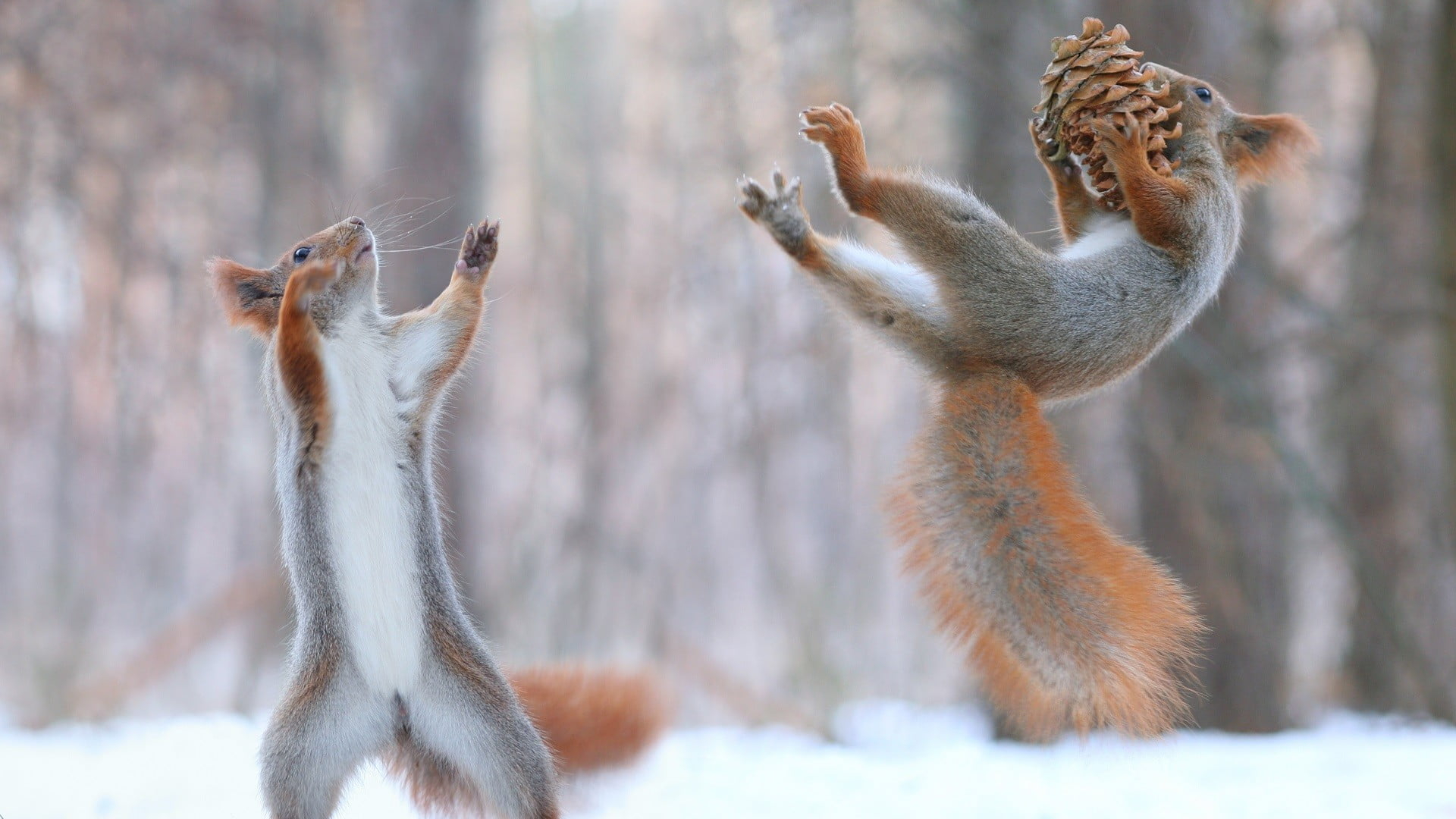 Squirrels playing