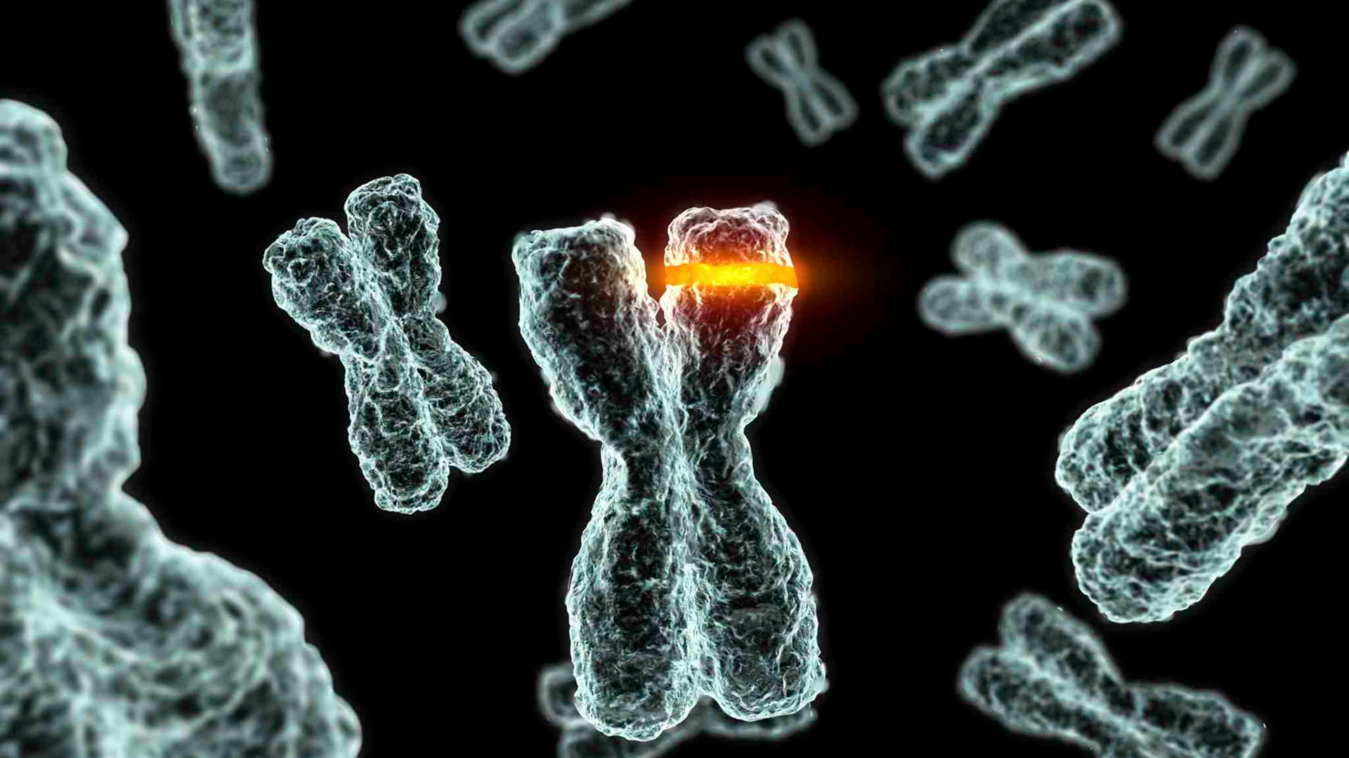 Chromosomes 3d render
