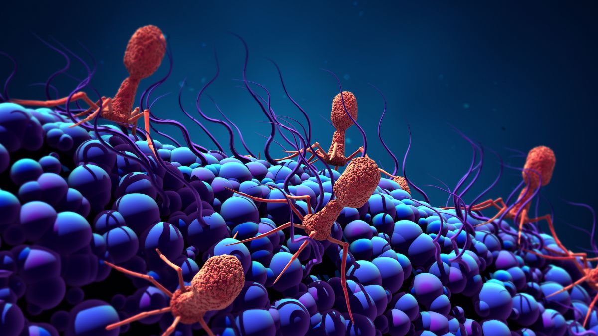 Bacteriophages attacking bacteria cell