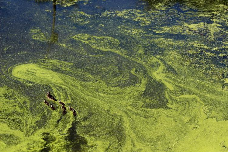 Green algae bloom on a lake