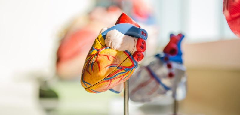 Heart organ model