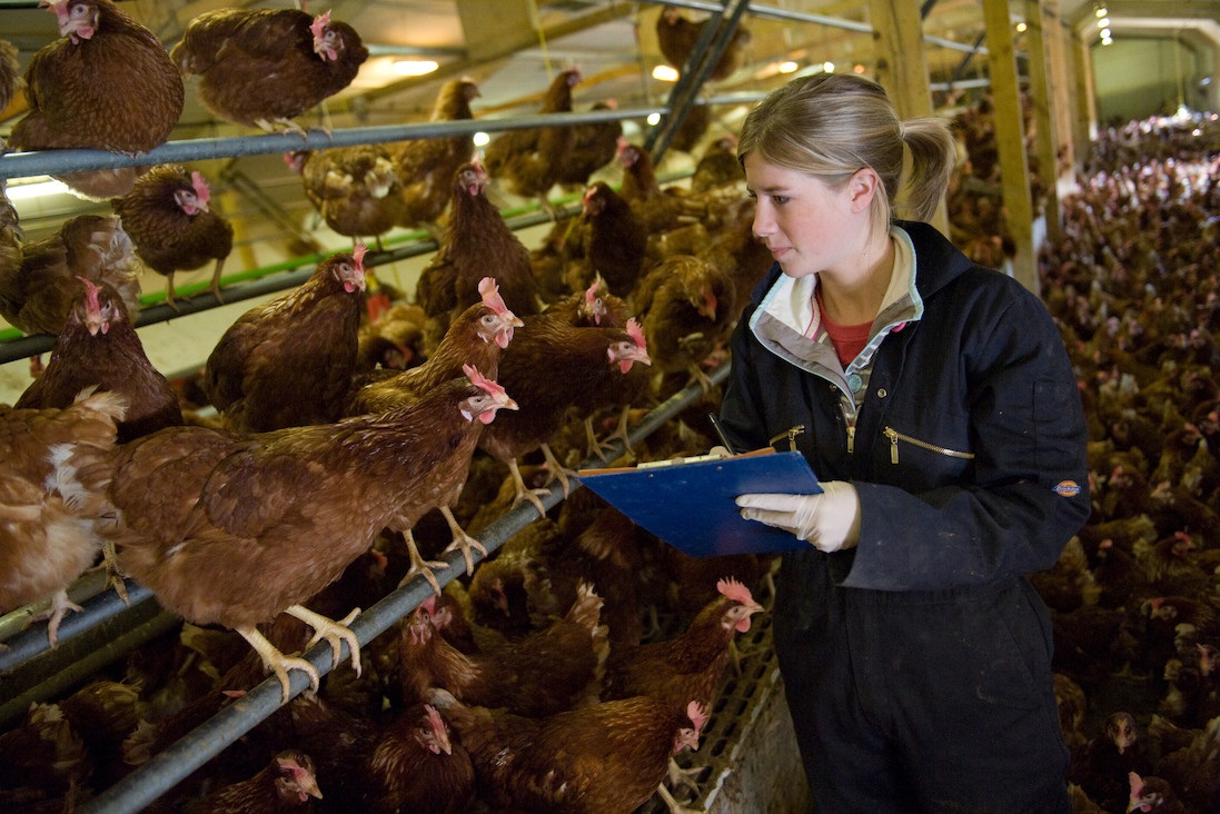 BIOLOGICAL SCIENCES - CHICKEN WORK PLACEMENT 800X533PX
