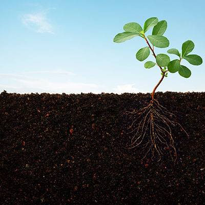 plant in soil
