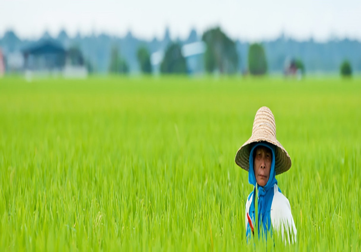 Rice Fields Media Link