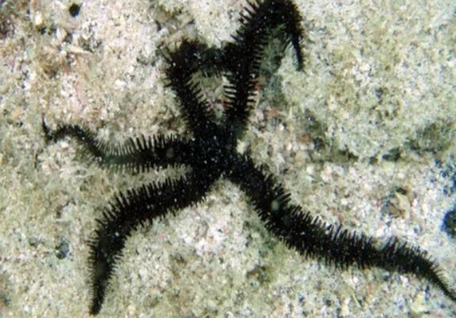 Julia Sigwart Media Links - Brittlestar Picture 