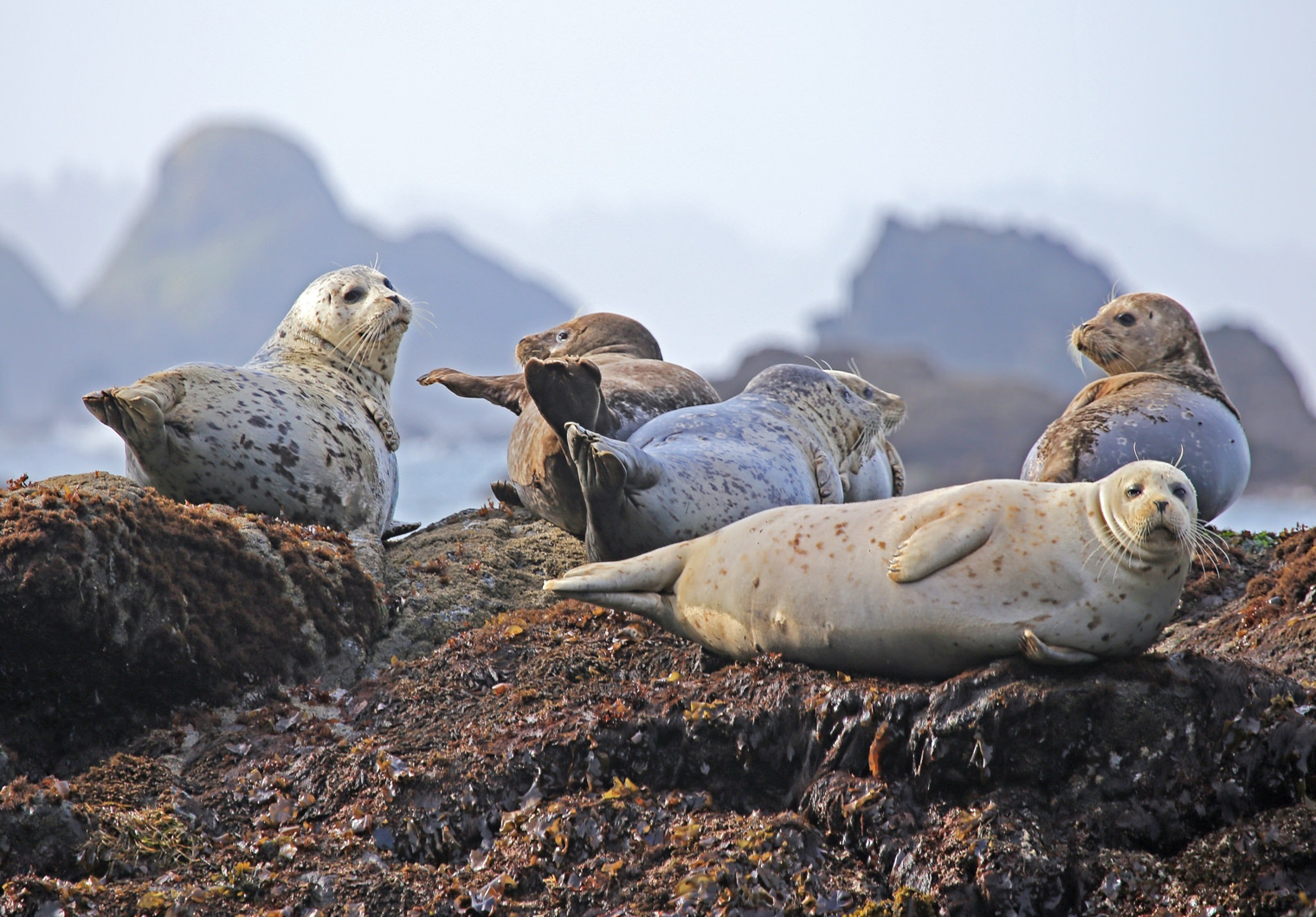 Dr Keith Farnsworth - Seals not competing with Irish fishing stocks