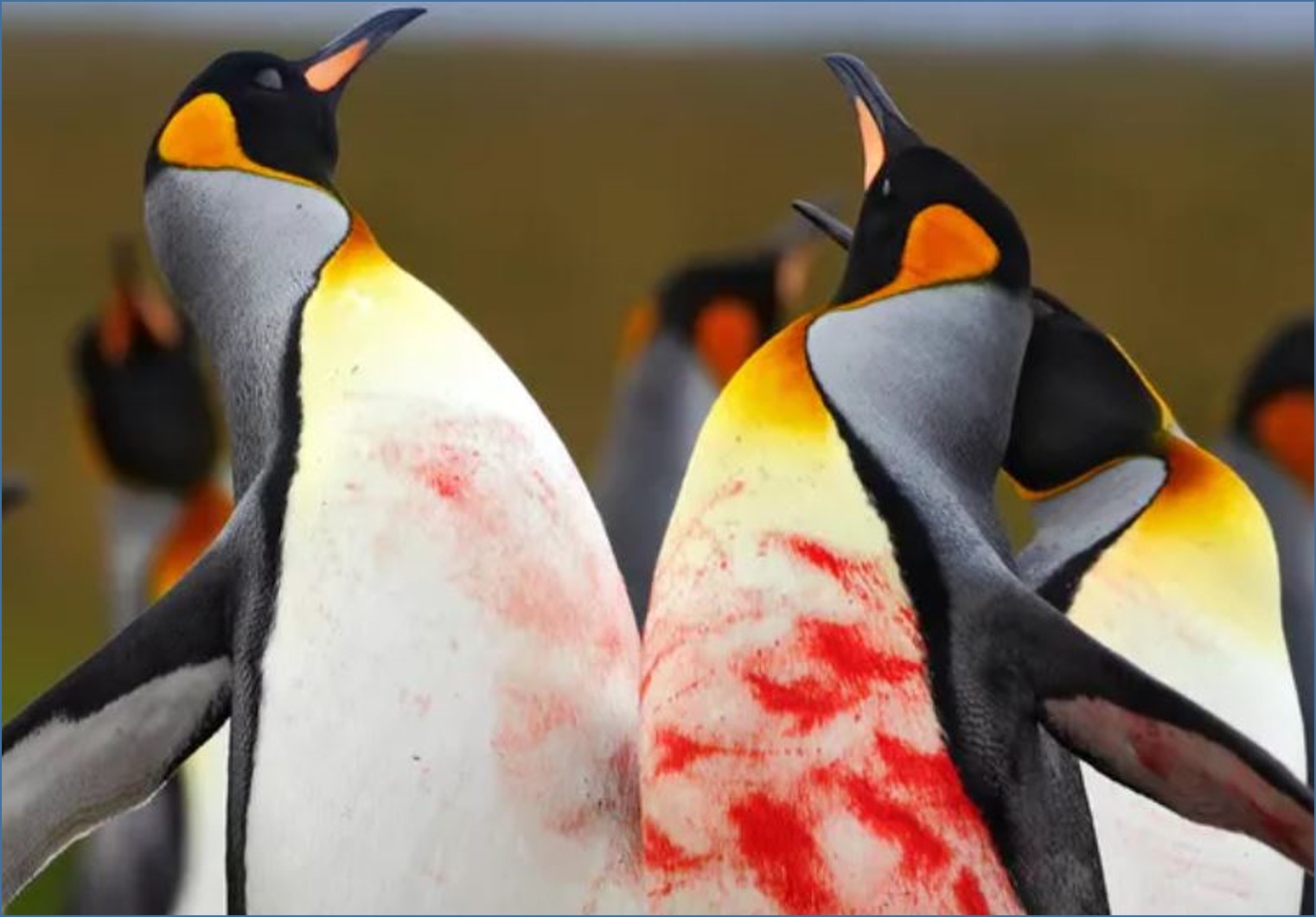 Dr Arnott Impact story - Penguins Contest Behaviour 