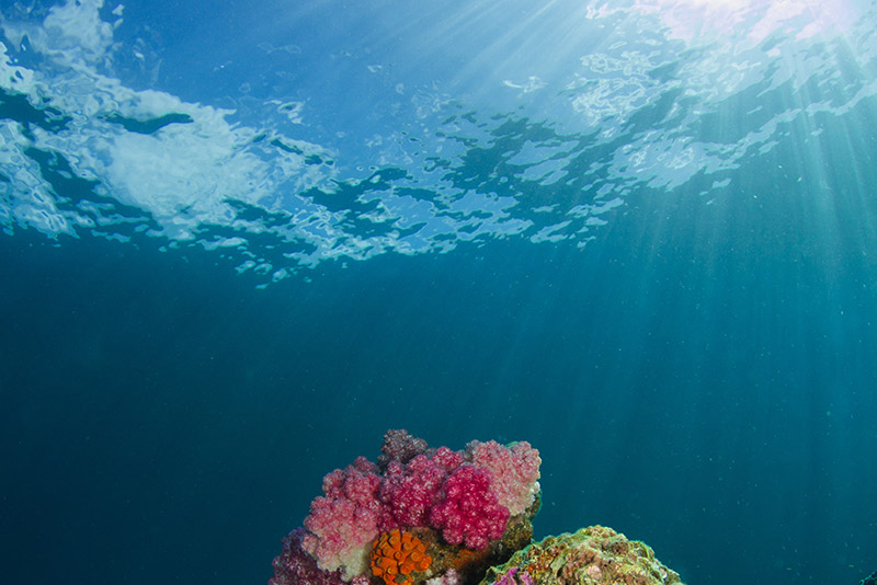 Underwater scene containing coral and fish