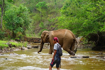 Man working with elephants
