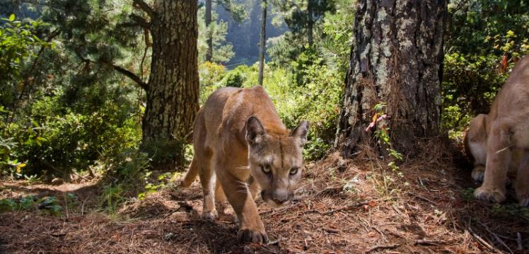 A mountain lion in the forest