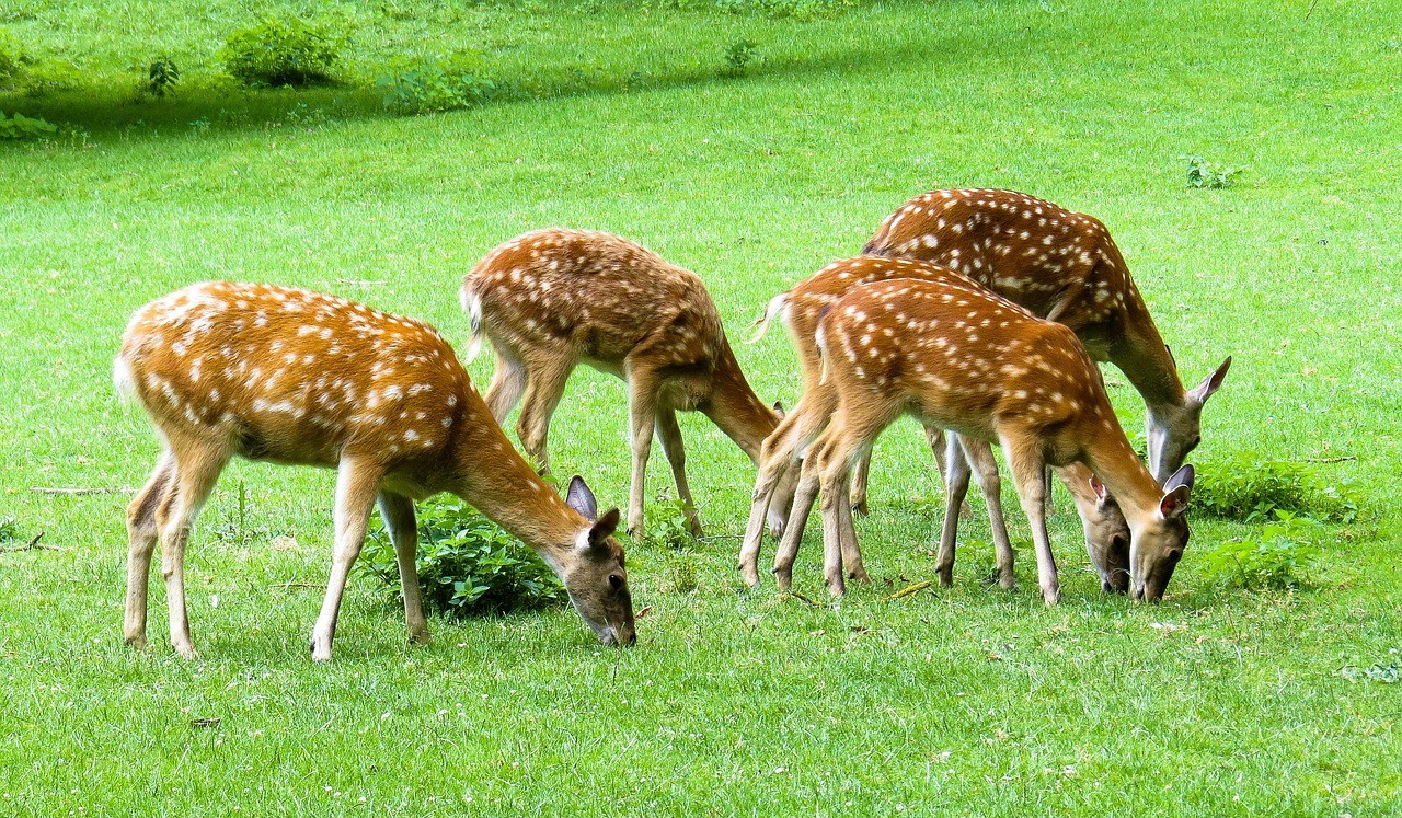 Fallow Deer in a field eating grass