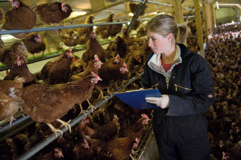 Student surveying group of chickens