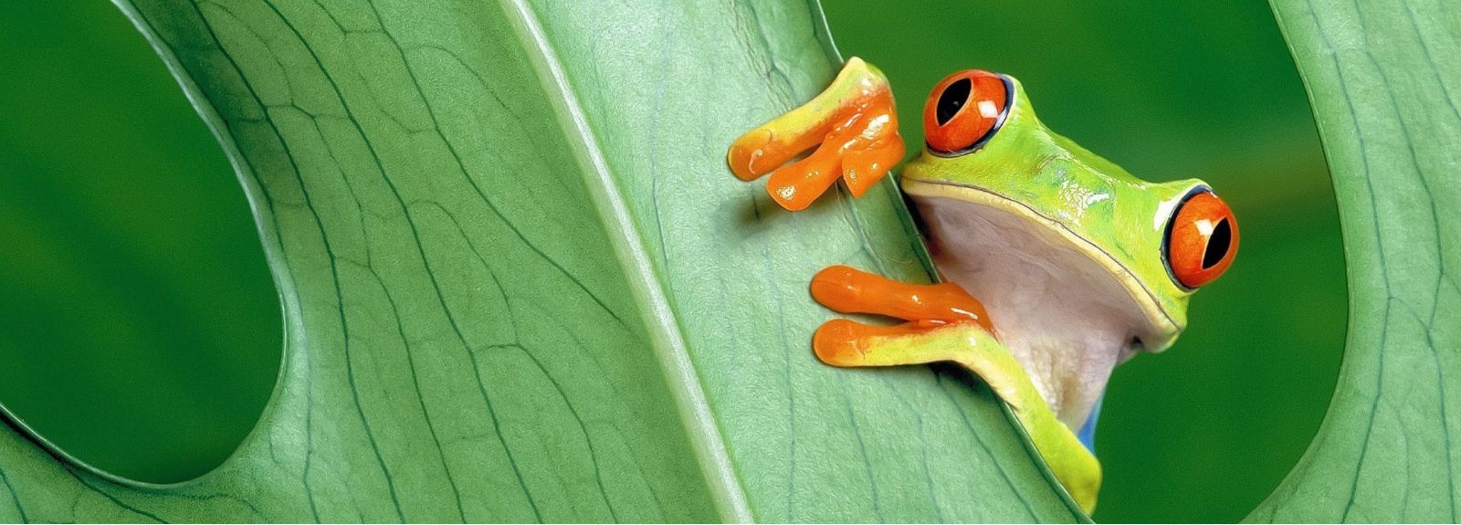Tree frog on a leaf