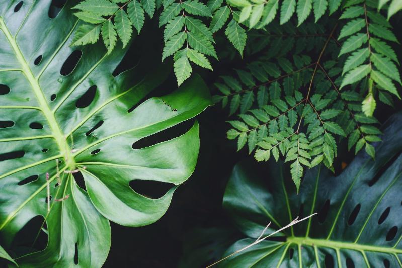 green forest leaves