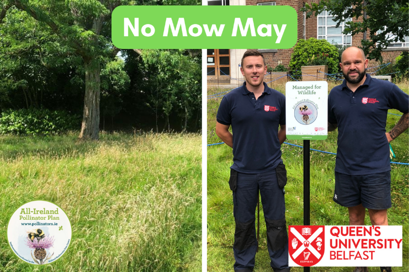 Members of Queen's Gardening team pictured in one of the University's grassy no mow areas