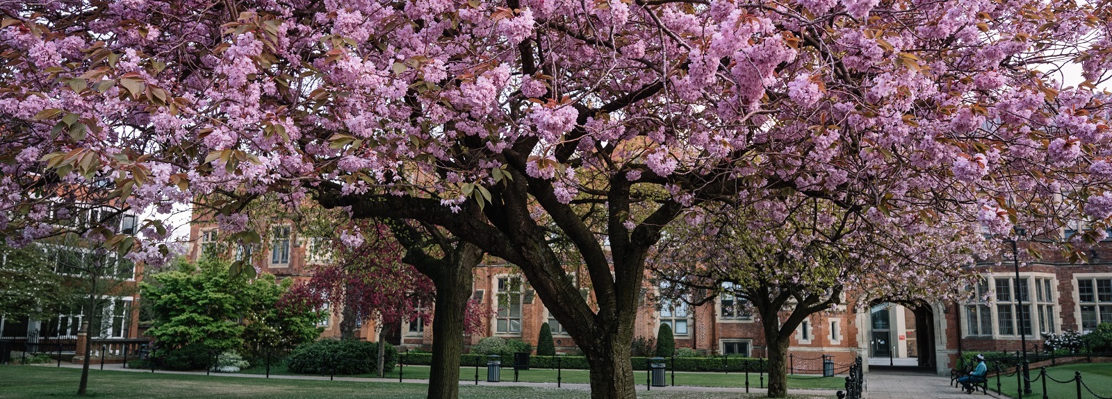 cherry blossom in Queen's University Belfast quadrangle