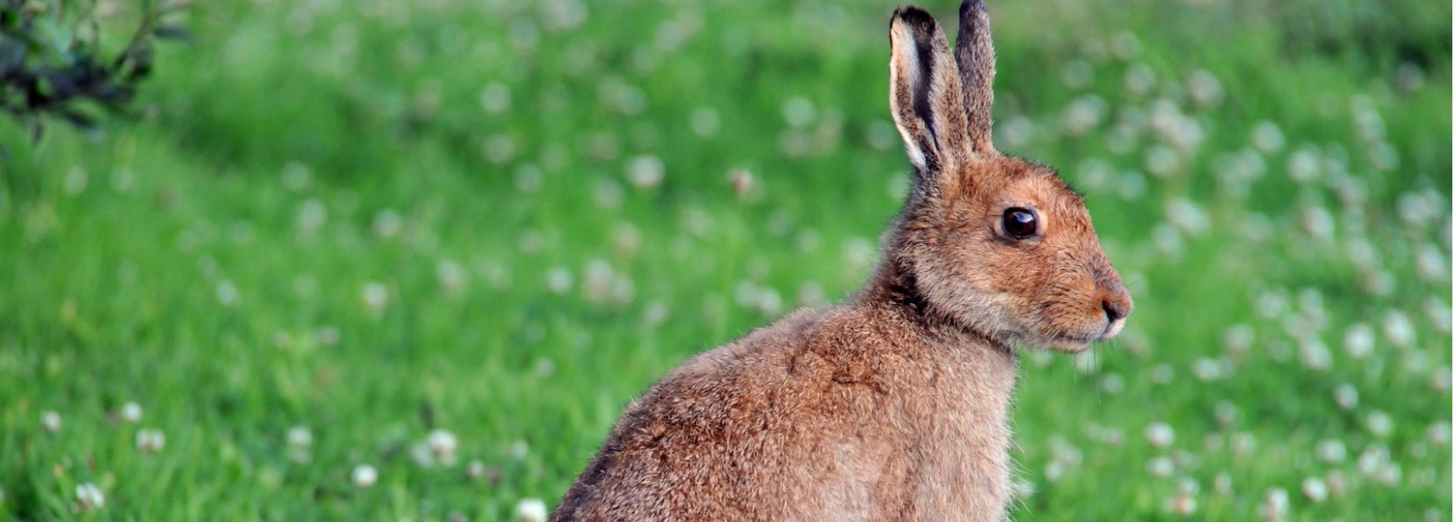 Irish Hare in a green field