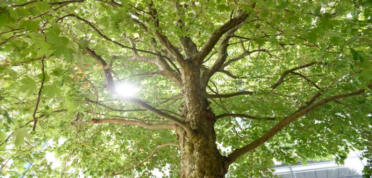 Erskine House Tree