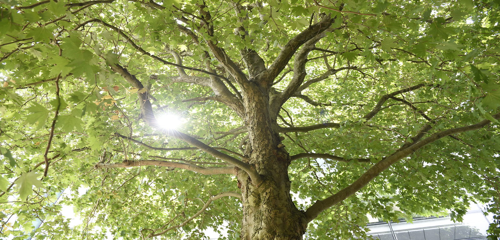 Erskine House Tree