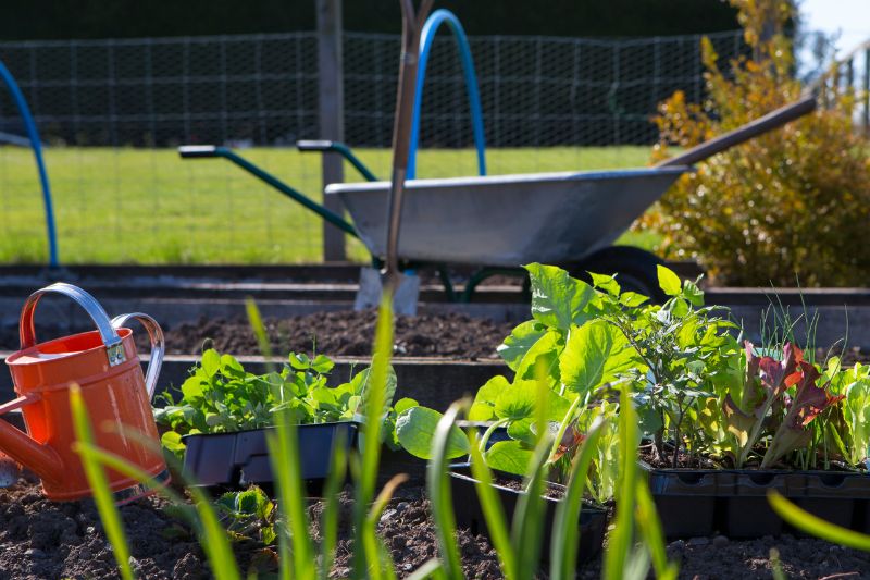 plants growing, watering can, spade and wheelbarrow in an allotment