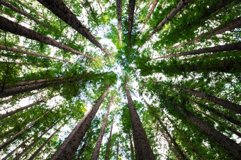 Upward view of tall pine trees with trunks stretching toward the sky and a canopy of green leaves letting sunlight filter through.