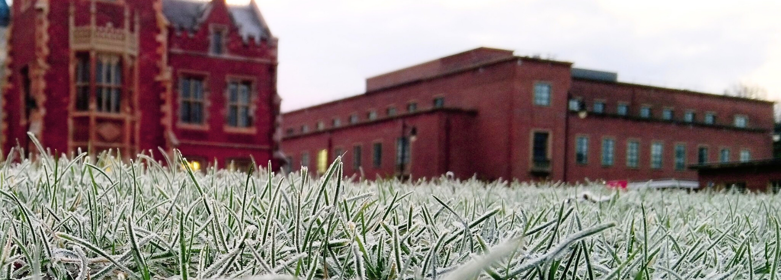 wintry scene with close-up of frosty grass in foreground with out-of-focus old redbrick buildings in background